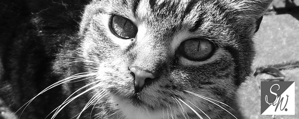 Foto Sylvia Wentzlau Leipzig Foto Sylvia Wentzlau Leipzig